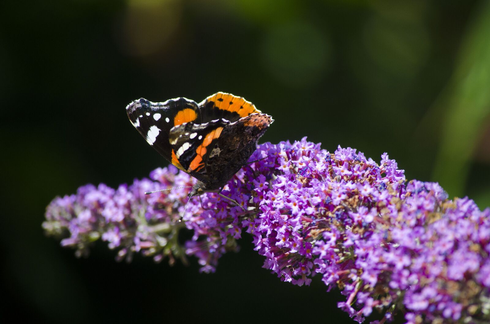 Nikon D5100 sample photo. Butterflies, nature, garden photography