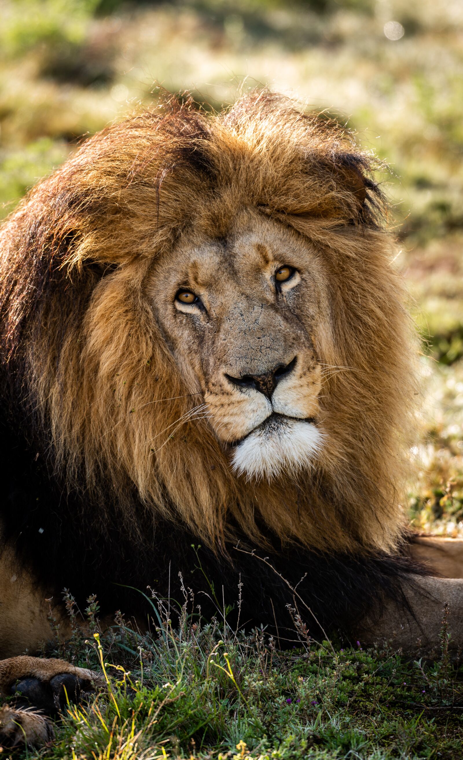 Nikon D750 sample photo. Lion, predator, africa photography