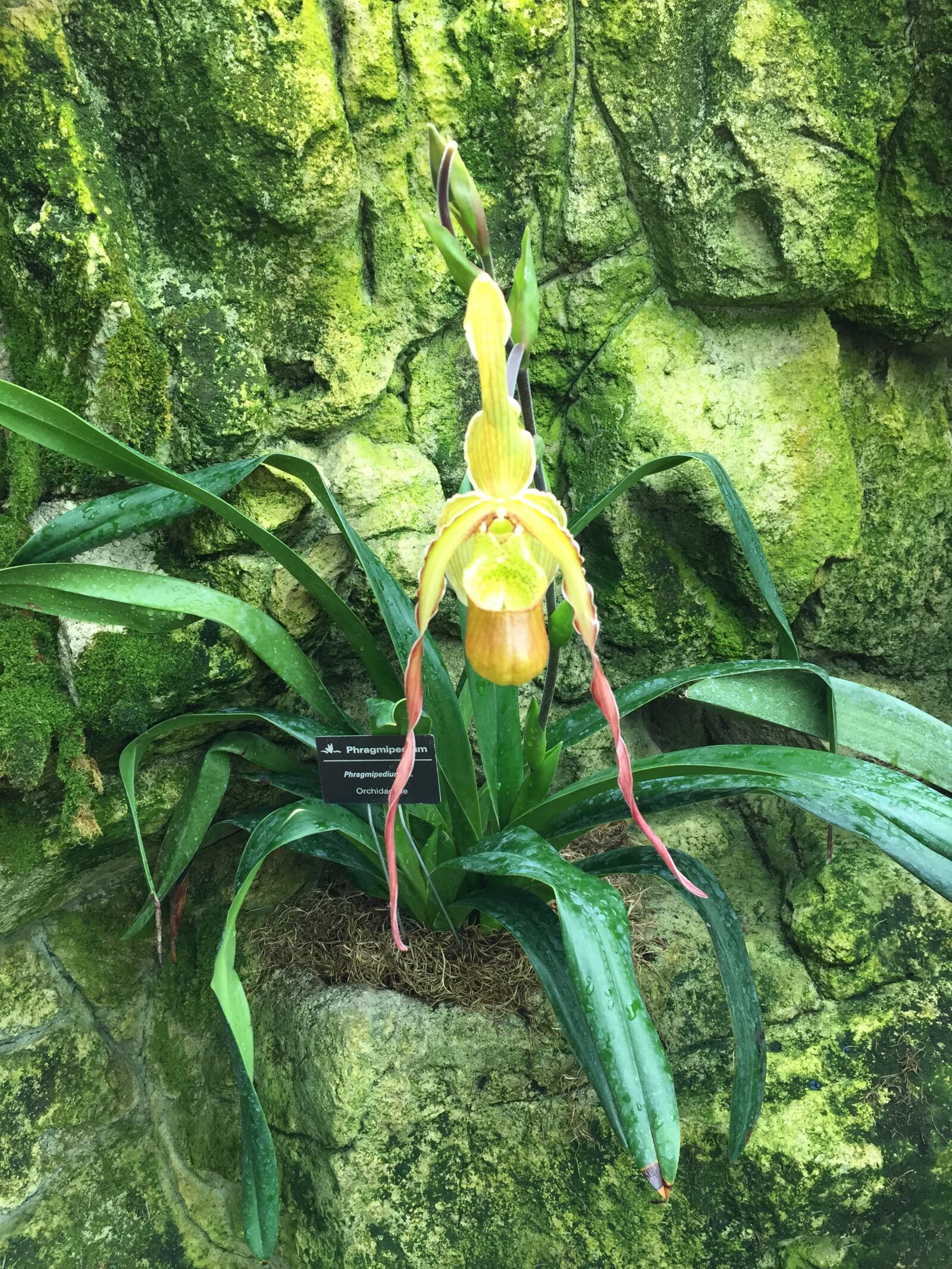 iPhone 6 back camera 4.15mm f/2.2 sample photo. Rare, flower, orchid photography