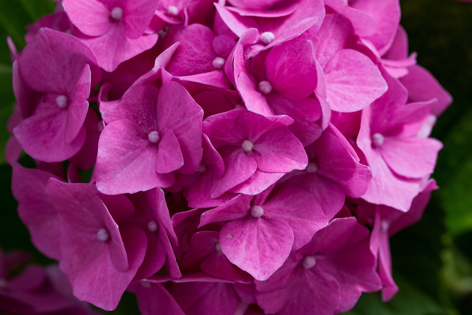 Canon EOS 70D sample photo. Hydrangea, blossom, bloom photography
