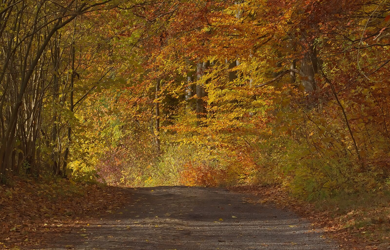 Nikon D3300 sample photo. Autumn, mood, colorful photography
