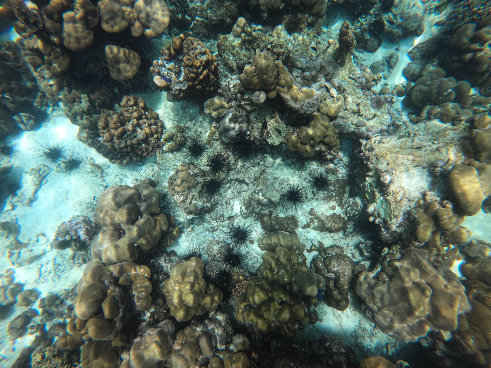 GoPro Hero7 Black sample photo. Ocean, coral reef, sea photography