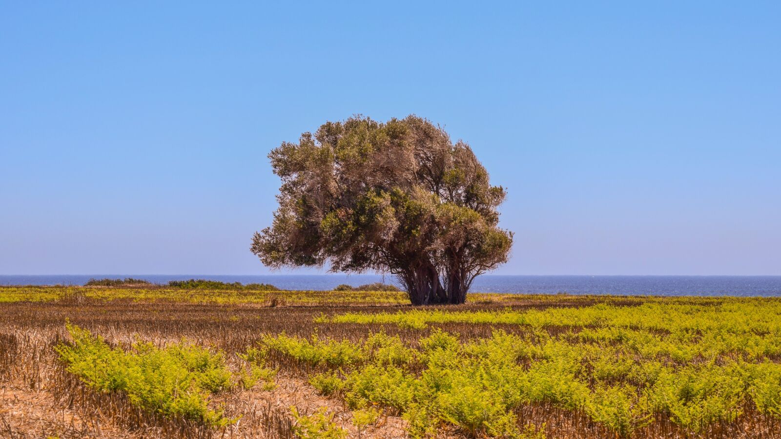 Nikon D3300 sample photo. Tree, field, landscape photography