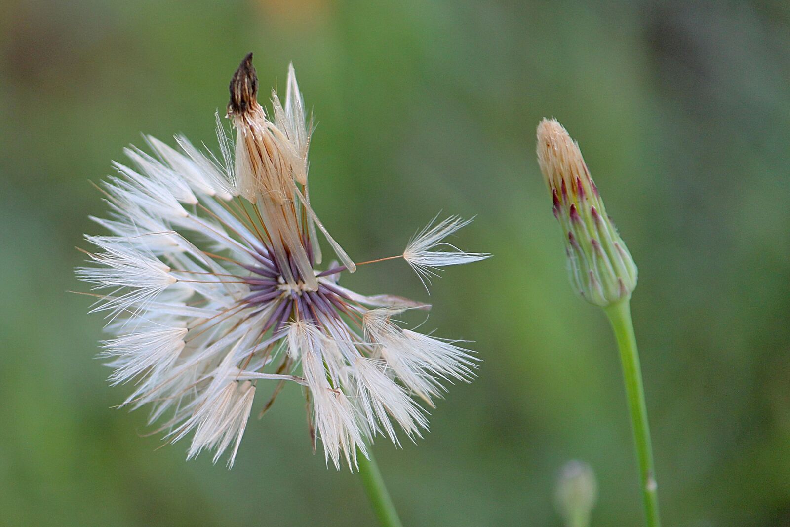 Canon EOS 1100D (EOS Rebel T3 / EOS Kiss X50) sample photo. Dandelion, seeds, meadow photography