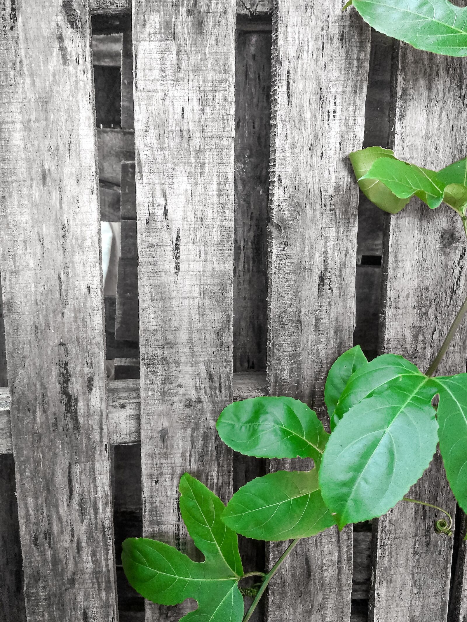 Xiaomi Redmi 3S sample photo. Fences, pallets, vines photography