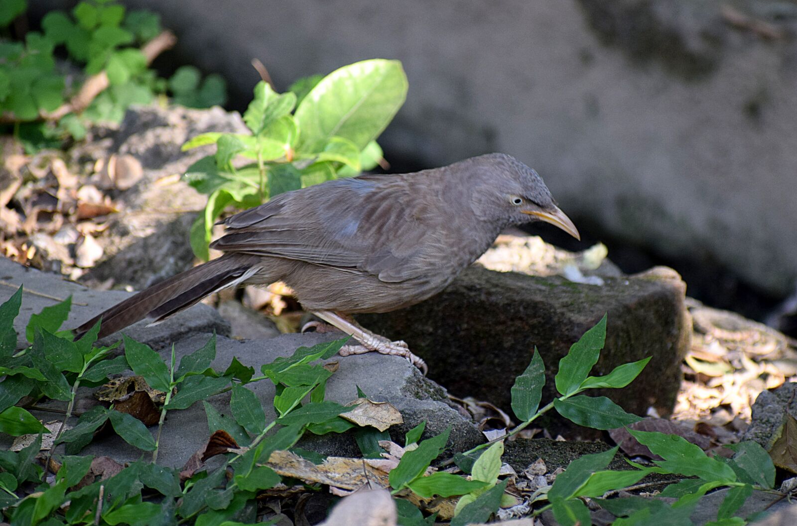 Nikon D3300 sample photo. Garden, outdoor, bird photography
