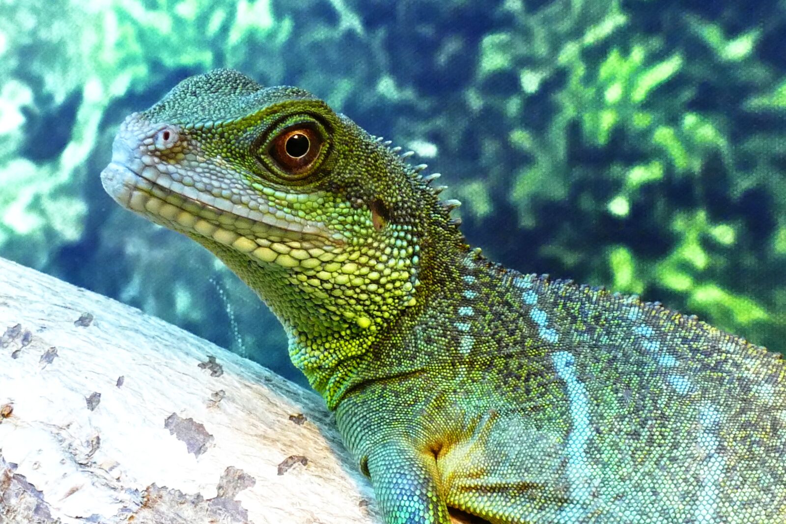 Panasonic Lumix DMC-FZ1000 sample photo. Chinese water dragon, lizard photography