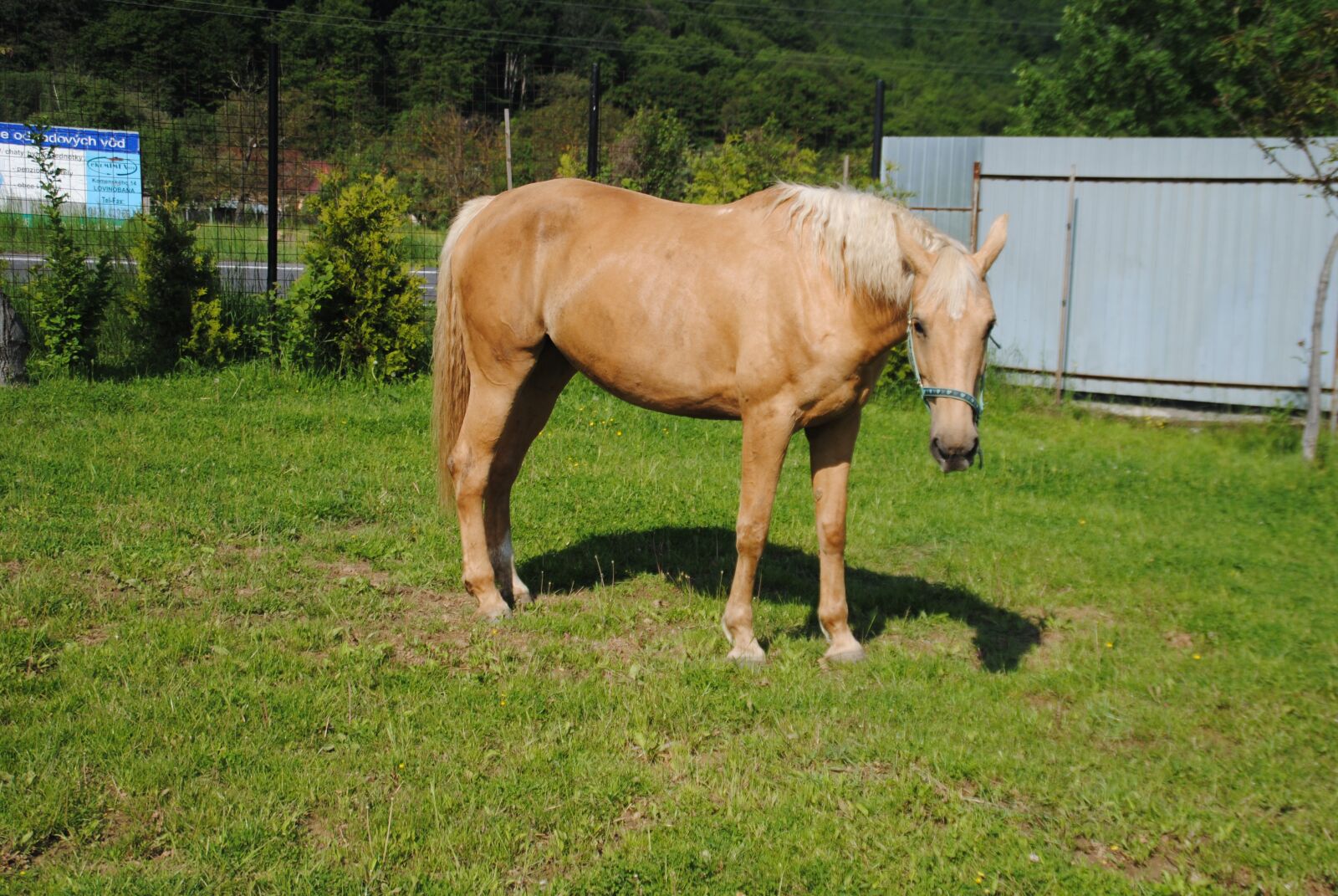 Nikon D3000 sample photo. Horse, mare, grass photography