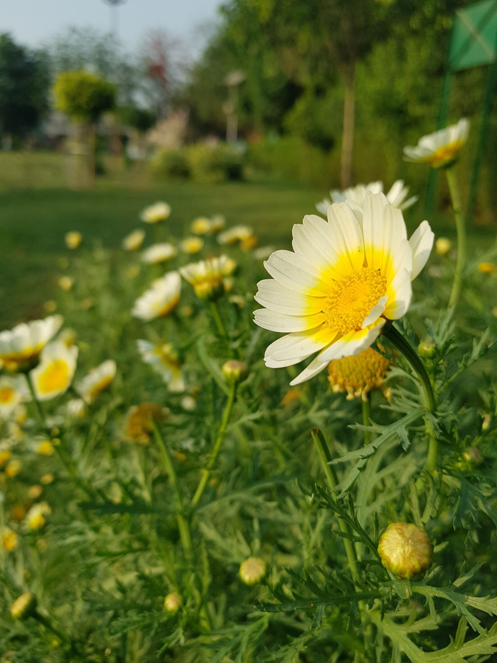 Samsung Galaxy S8+ sample photo. Flowers, agriculture, leafs photography