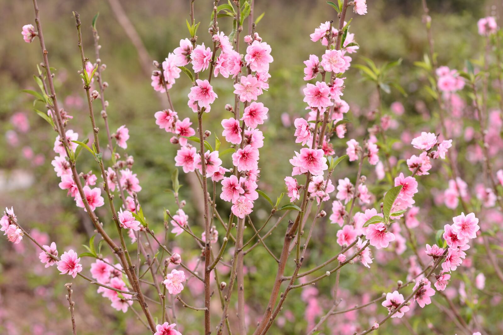 Nikon D7100 sample photo. Peach, peach flower, flower photography