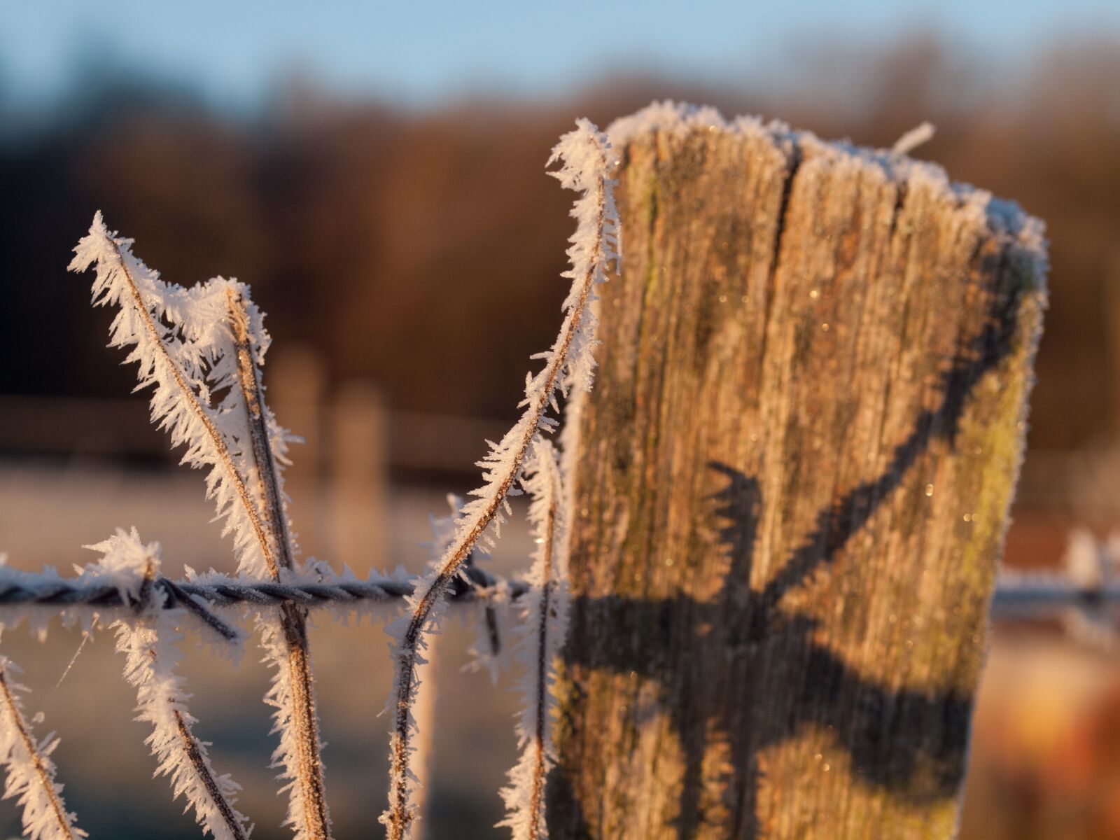 Olympus E-30 sample photo. Cold, frost, winter photography