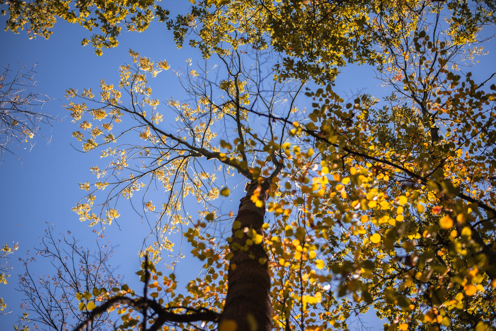 Nikon D750 + Nikon AF-S Nikkor 50mm F1.8G sample photo