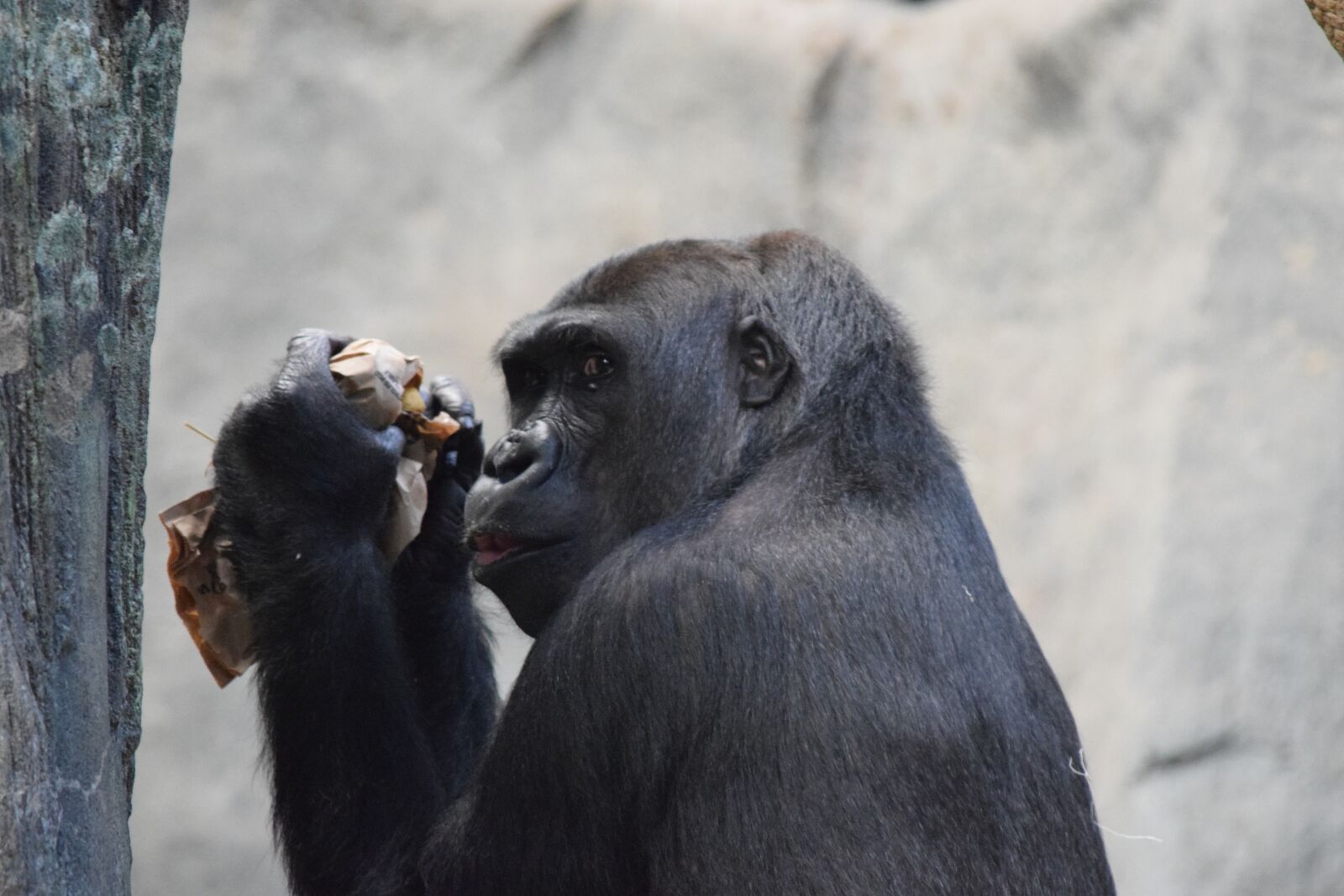 Nikon D3300 sample photo. Intelligent, animal, gorilla photography
