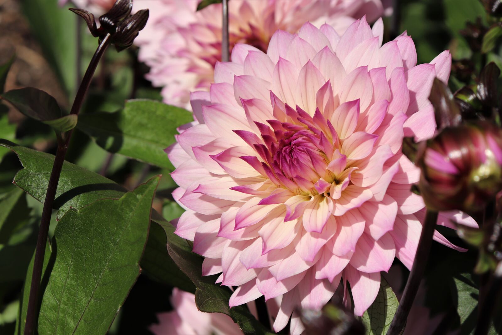 Canon EOS 800D (EOS Rebel T7i / EOS Kiss X9i) sample photo. Dahlias, flowers, garden photography