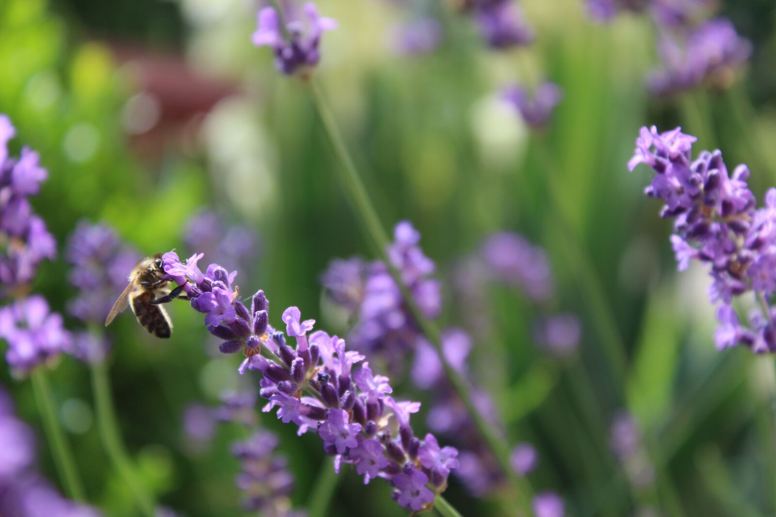 Canon EOS 1300D (EOS Rebel T6 / EOS Kiss X80) sample photo. Lavender, bee, lavender blossom photography