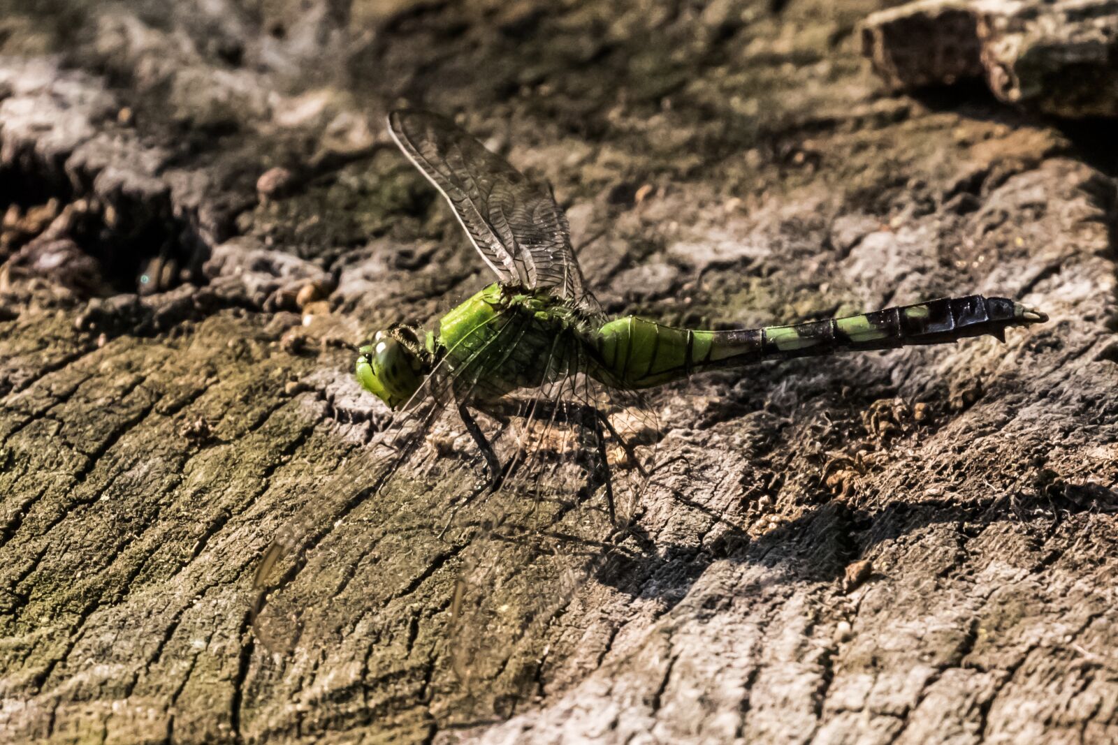 Canon EOS 7D Mark II sample photo. Usa, penn, dragonfly photography