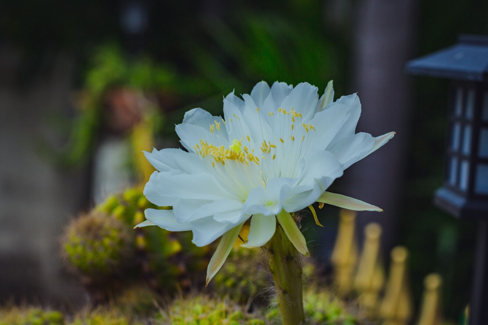 Canon EOS 700D (EOS Rebel T5i / EOS Kiss X7i) + Canon EF 50mm F1.8 STM sample photo. White, leaves, flora photography