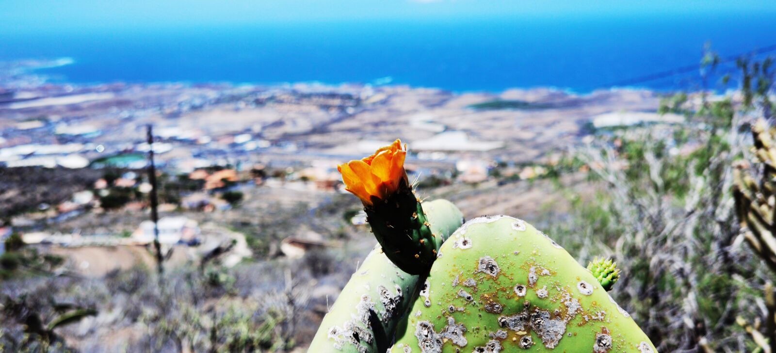 HUAWEI ELS-NX9 sample photo. Flower, cactus, tenerife south photography