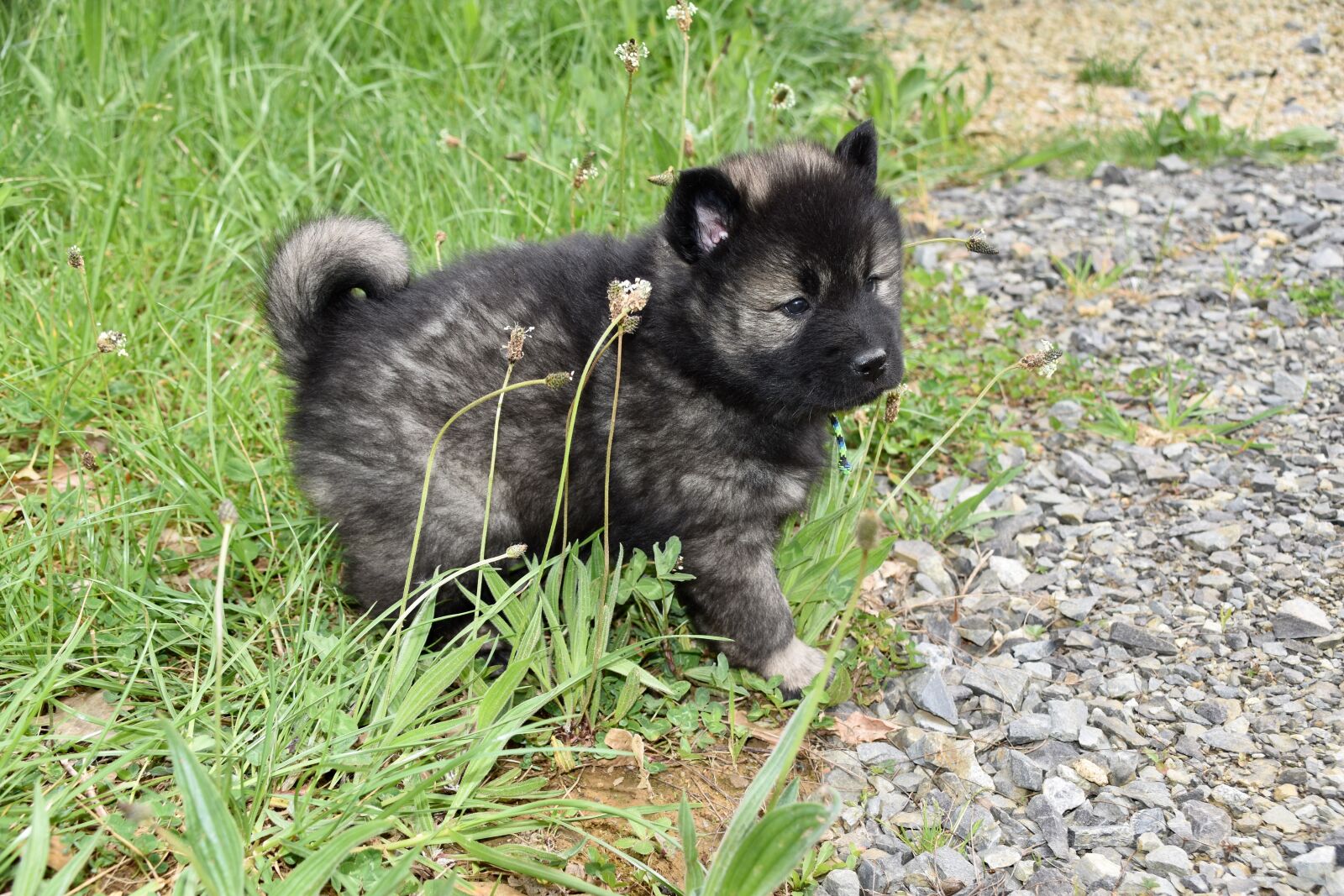 Nikon D5600 sample photo. Dog, puppy, young dog photography