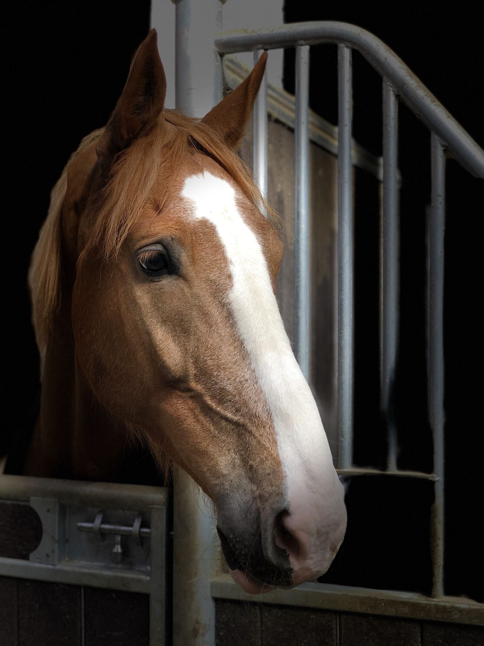 iPhone X back dual camera 6mm f/2.4 sample photo. Horse, portrait, listing photography