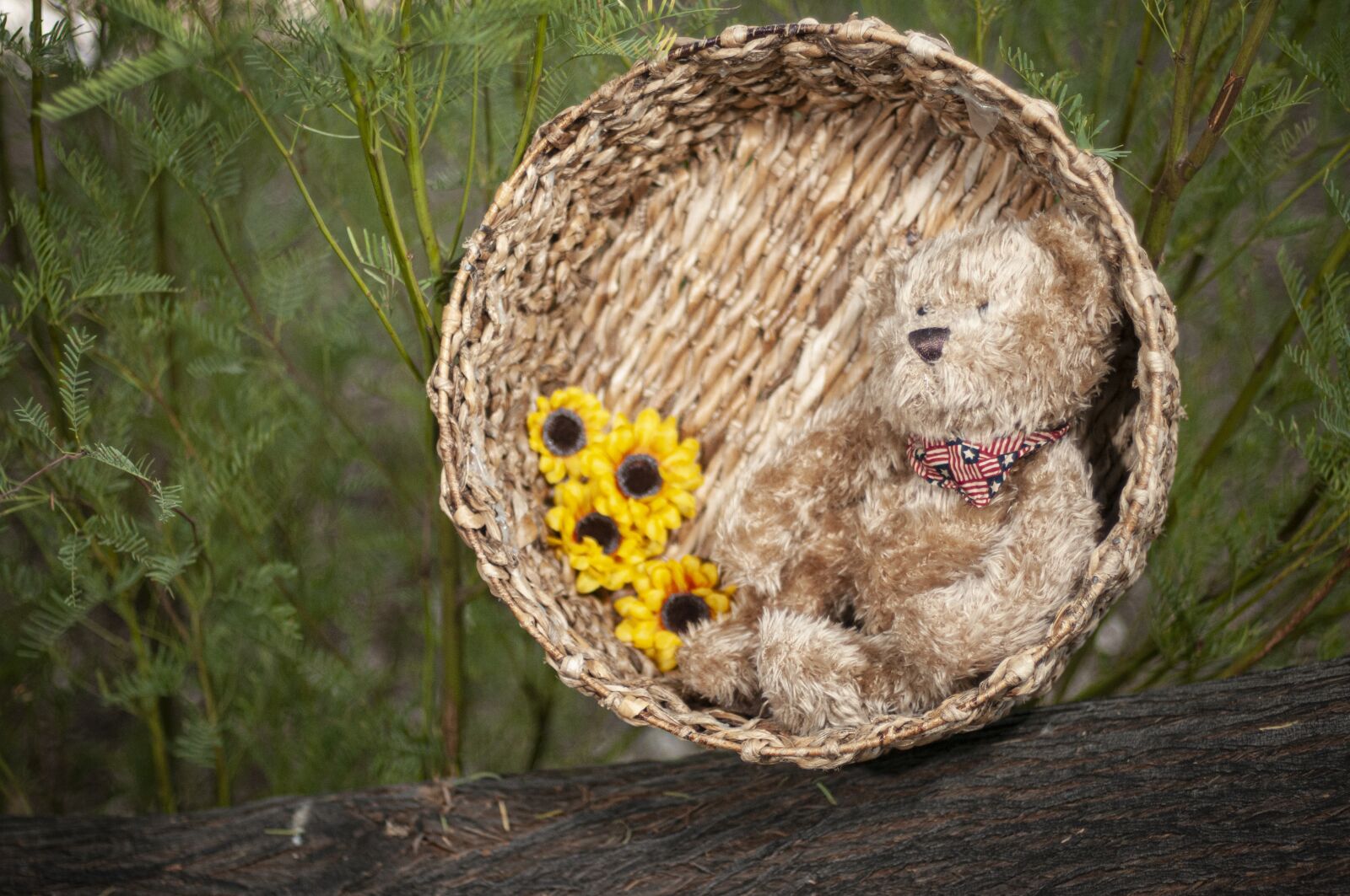 Nikon D300S sample photo. Teddy, basket, flower photography