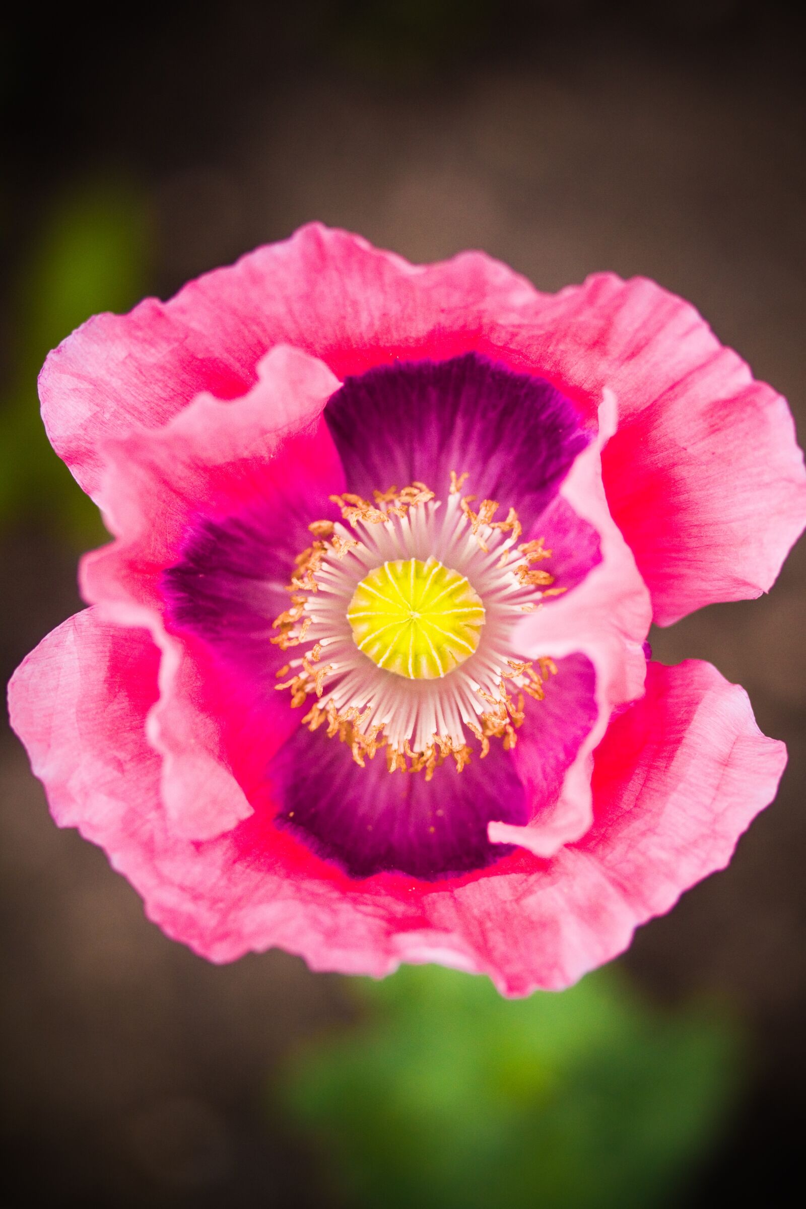 Canon EOS 50D sample photo. Poppy, flower, pink photography