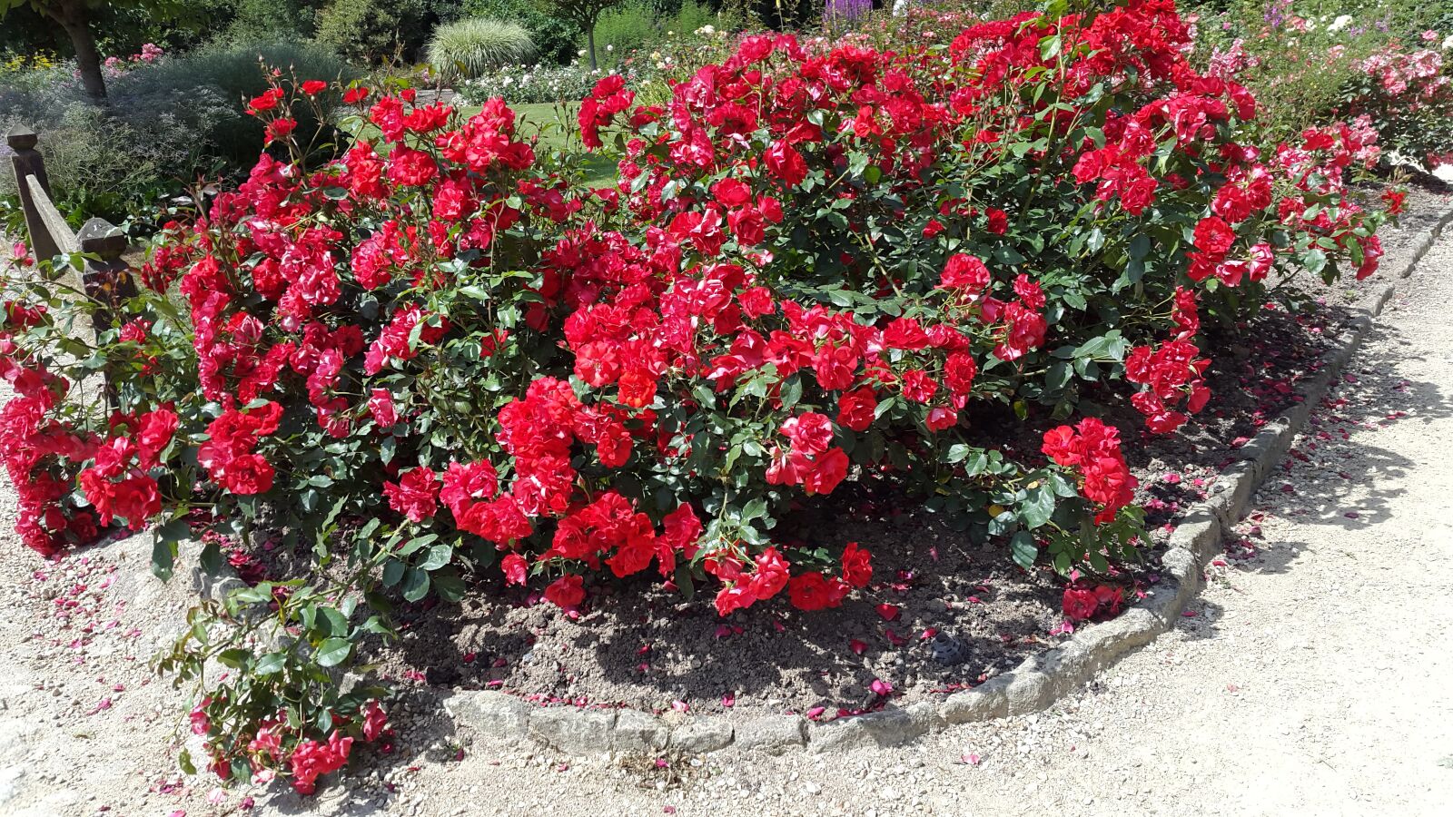 Samsung Galaxy Alpha sample photo. Vendée, puy-du-fou, flowers photography