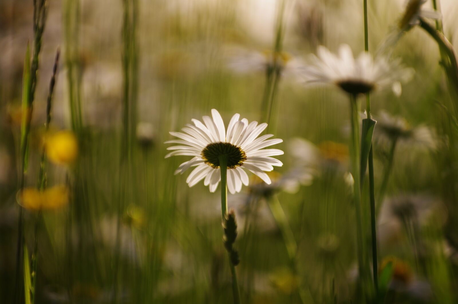 Pentax K-7 sample photo. Daisy, flower, meadow photography