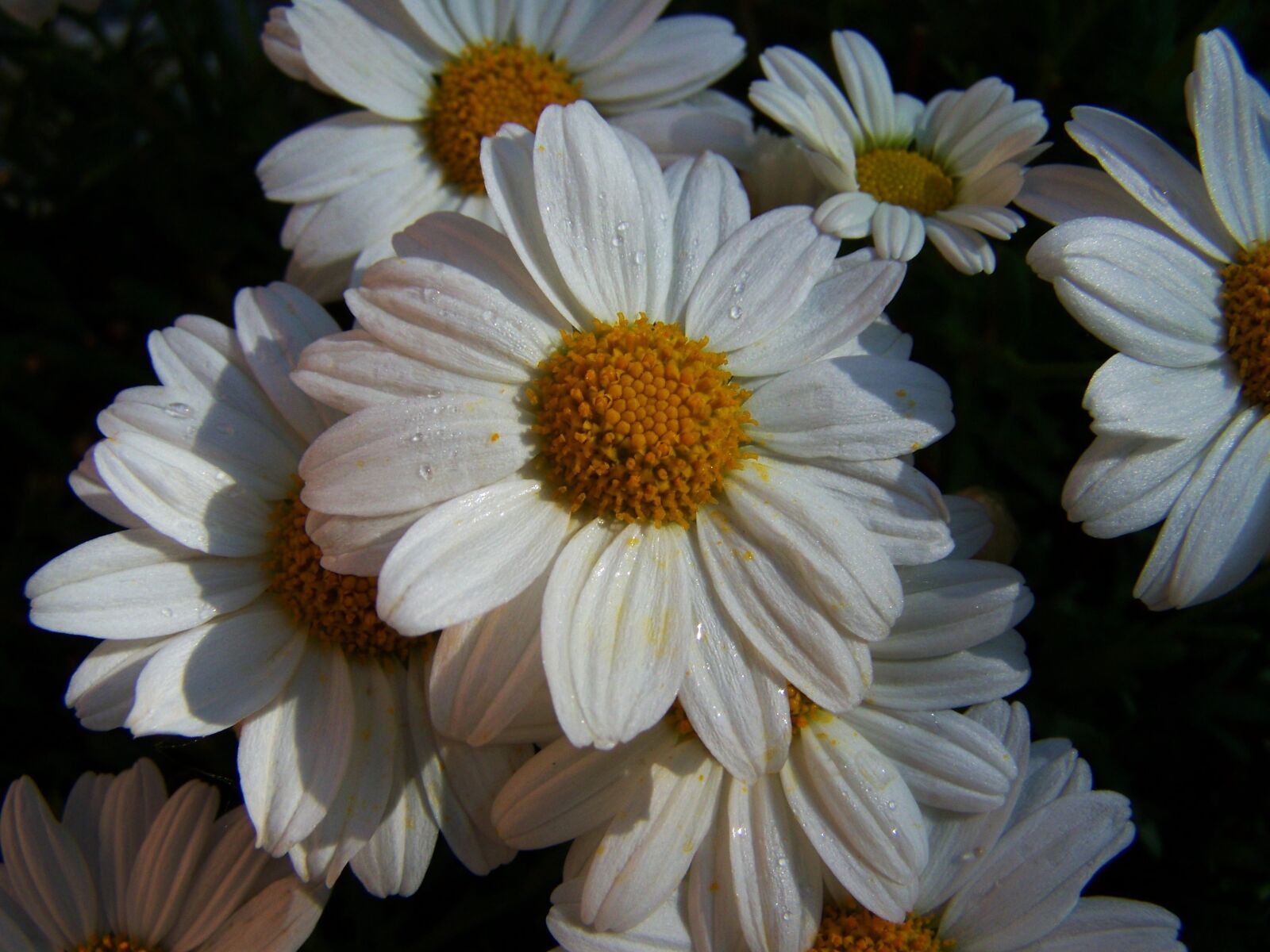 Kodak EASYSHARE ZD710 ZOOM DIGITAL CAMERA sample photo. Daisy, white flower, summer photography