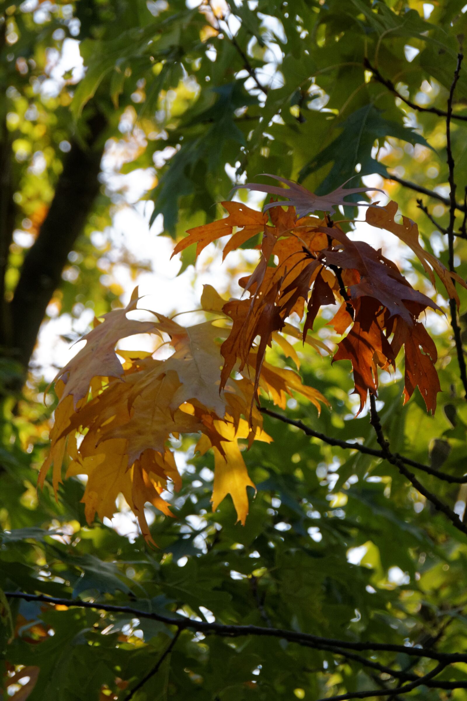 Canon EOS 30D sample photo. Autumn, leaves, leaf photography