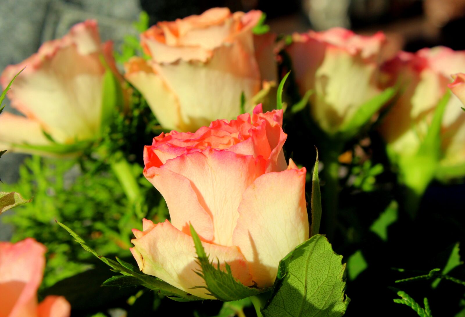 Canon EOS 1200D (EOS Rebel T5 / EOS Kiss X70 / EOS Hi) sample photo. Rose, flower, in the photography