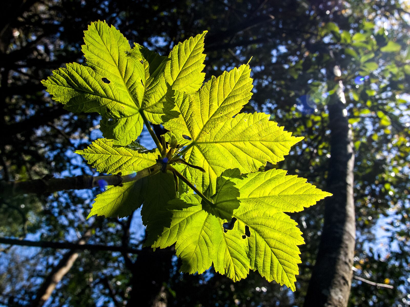 OLYMPUS 11-22mm Lens sample photo. Leaves, tree, nature photography