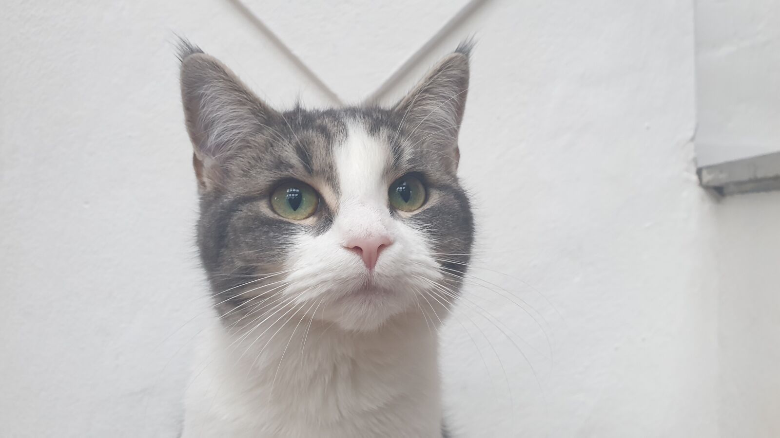 Samsung Galaxy S9 sample photo. Cat, animal, kitten photography