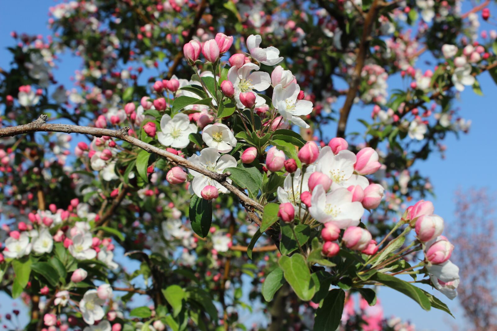 Canon EOS 600D (Rebel EOS T3i / EOS Kiss X5) sample photo. Blossom, bloom, spring photography