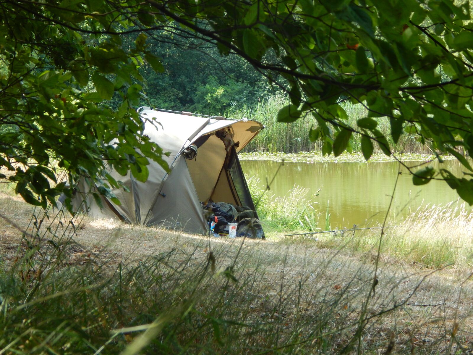 Nikon Coolpix L830 sample photo. Fish, nature, tent photography
