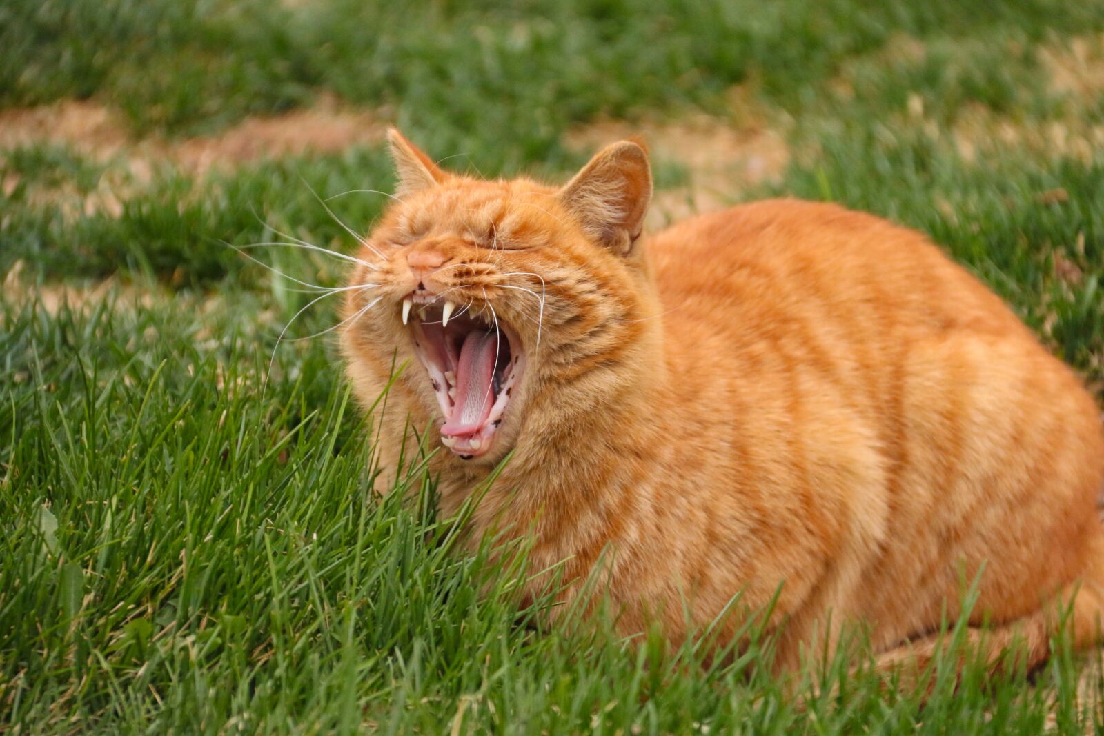 Canon EF-S 18-200mm F3.5-5.6 IS sample photo. Cat, yawn, animal photography