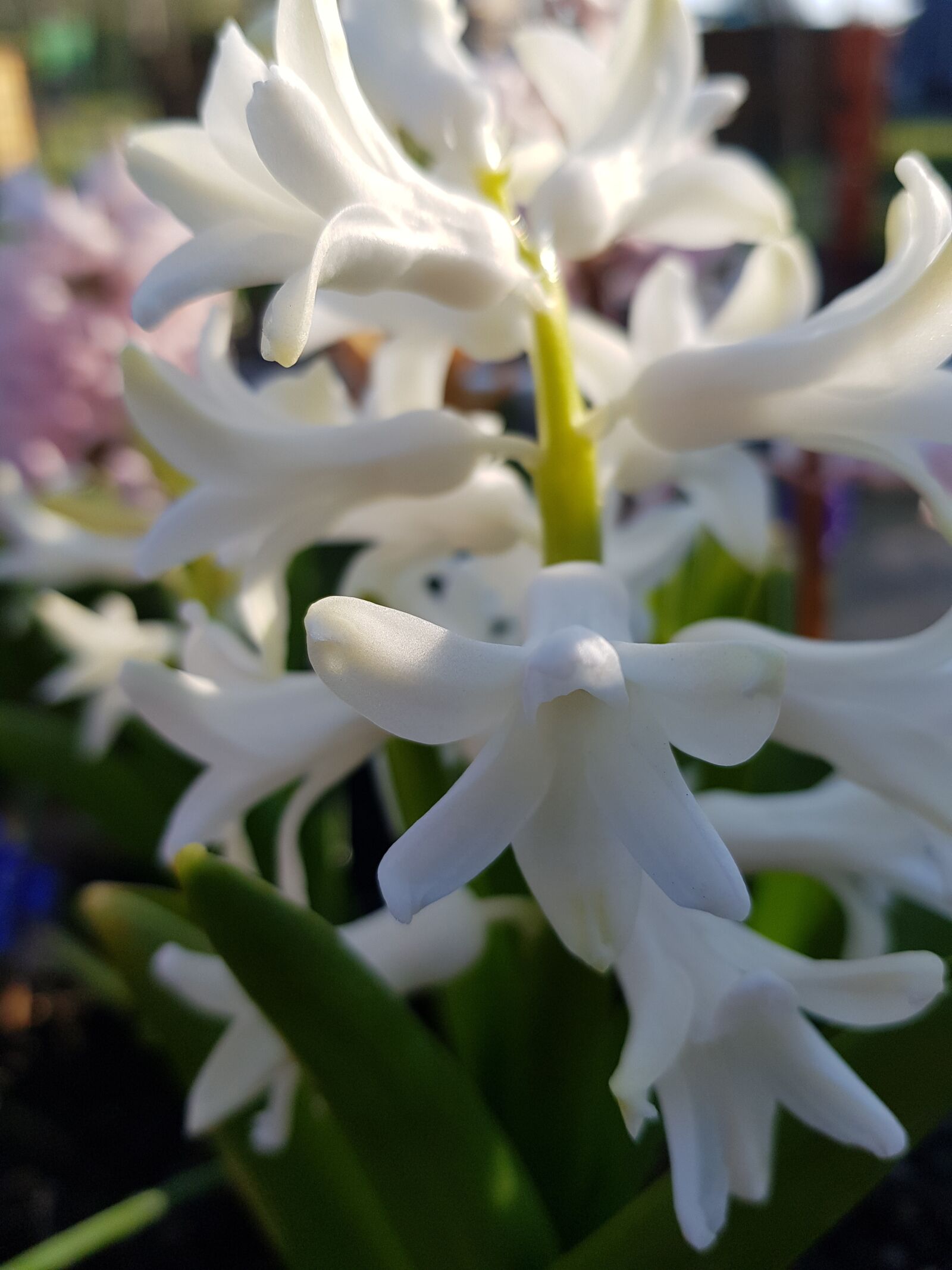 Samsung Galaxy S8 sample photo. Hyazinte, nature, plant photography