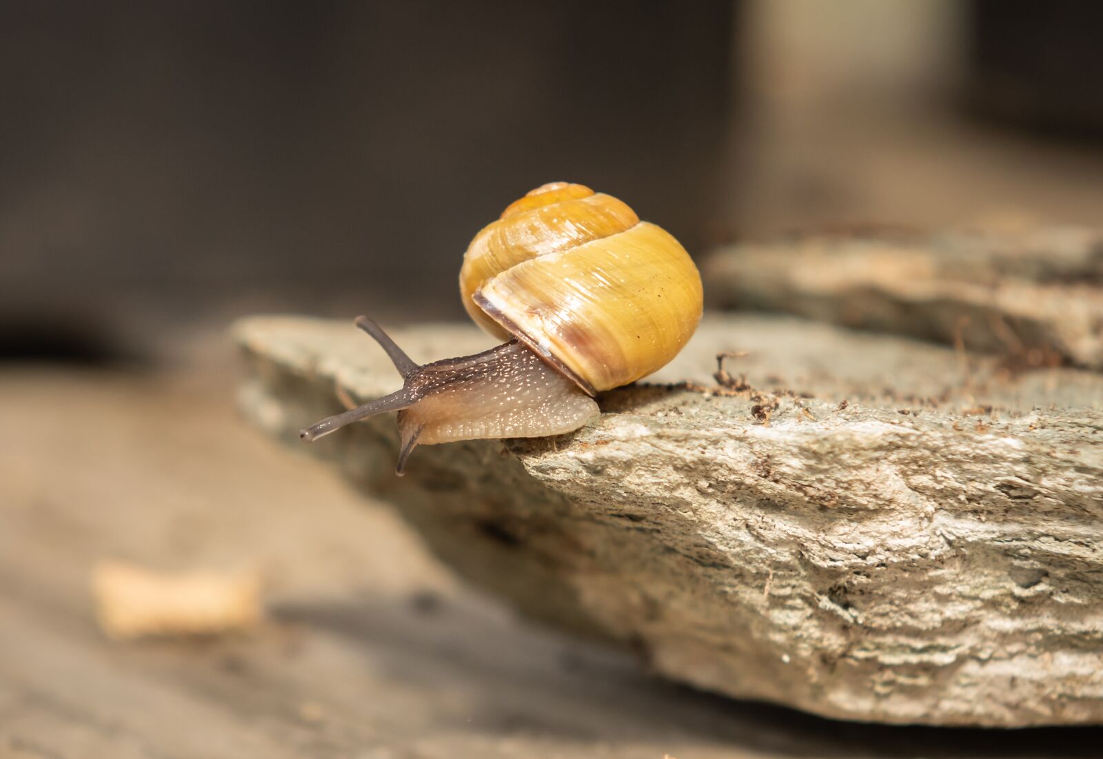 Nikon D750 sample photo. Snails, shell, mollusk photography