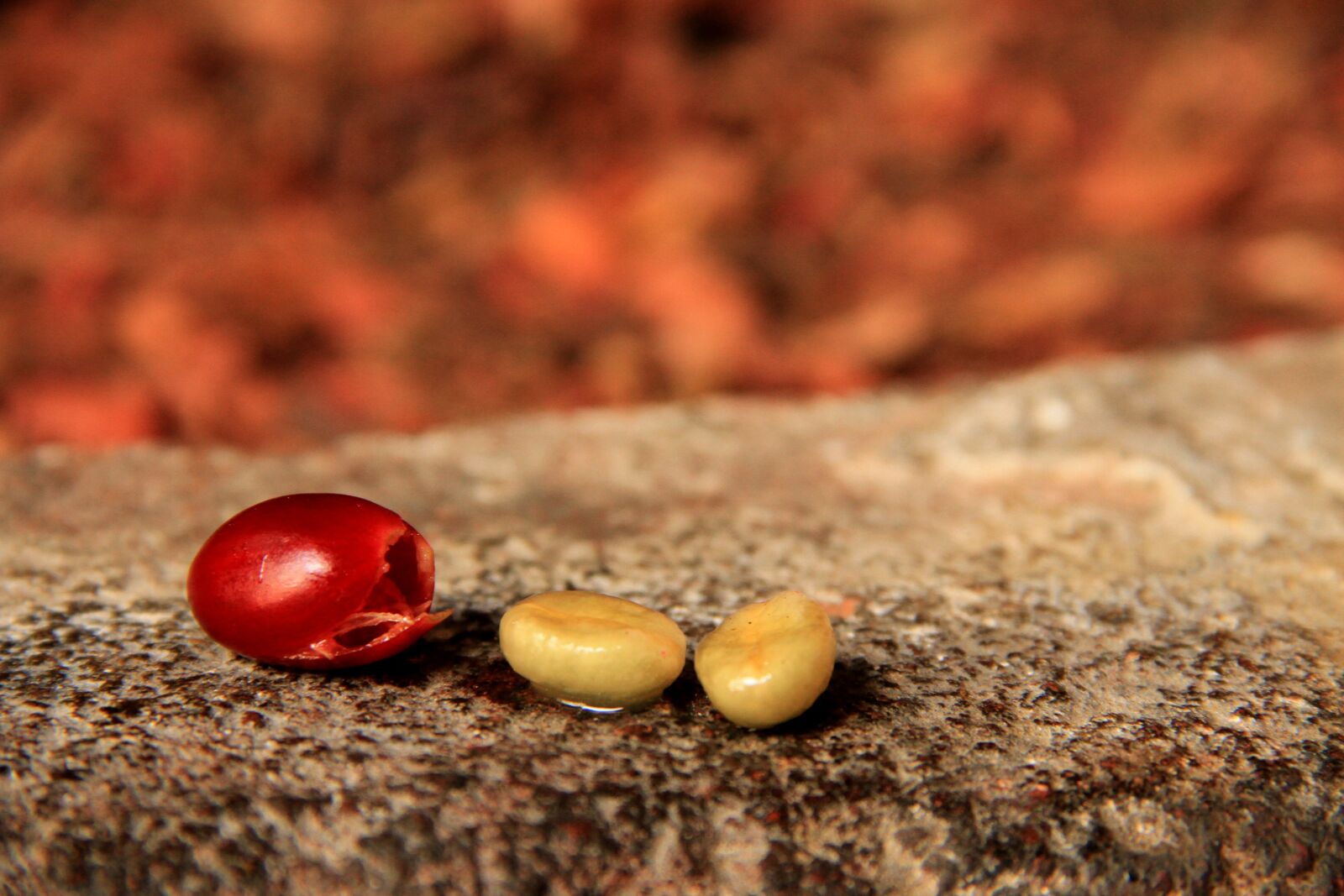 Canon EOS 7D sample photo. Coffee, plant, pulp photography