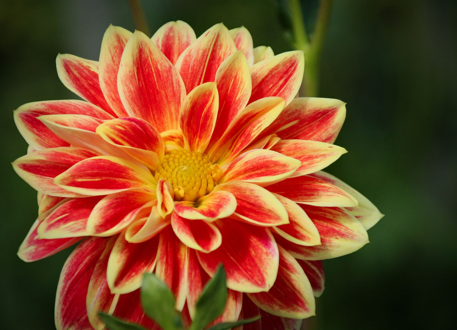 Canon EOS 700D (EOS Rebel T5i / EOS Kiss X7i) sample photo. Flower, plant, dahlia photography
