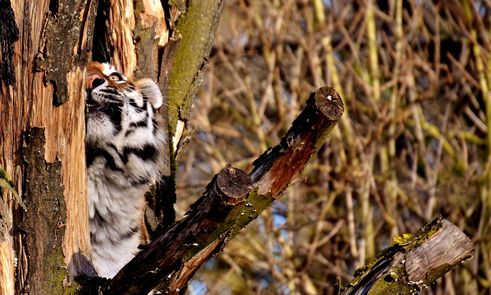 Nikon D7200 sample photo. Tiger, predator, fur photography