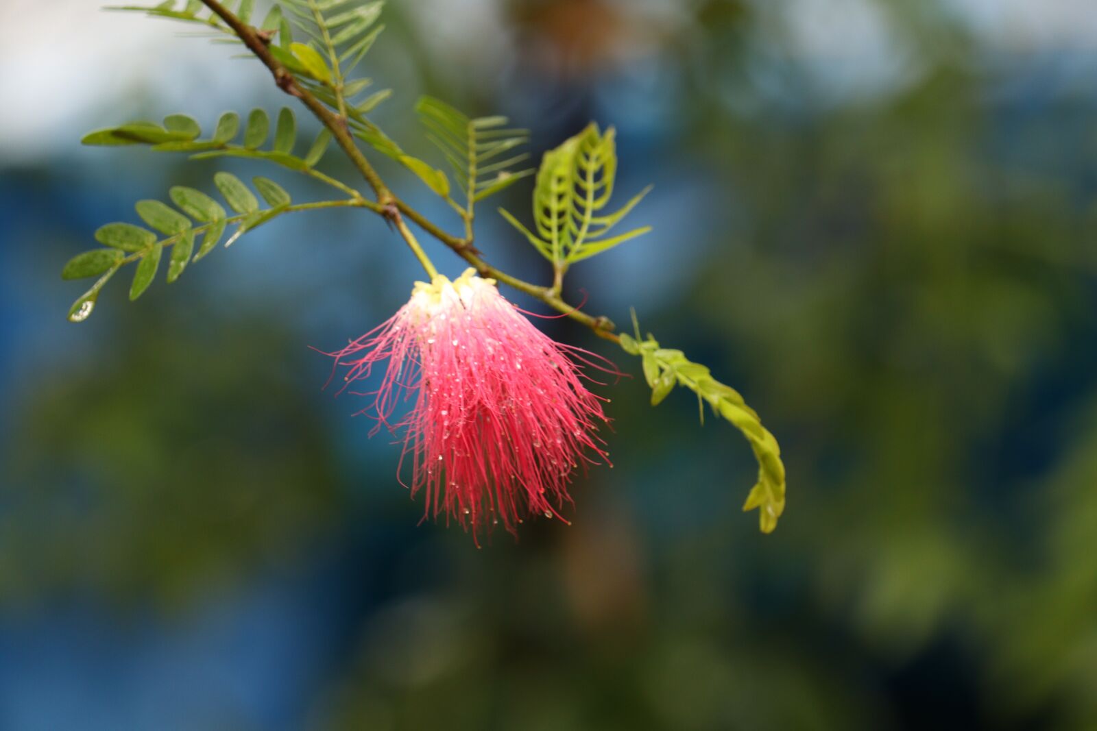 Canon EOS 250D (EOS Rebel SL3 / EOS Kiss X10 / EOS 200D II) sample photo. Kerala, brush flower, outdoor photography