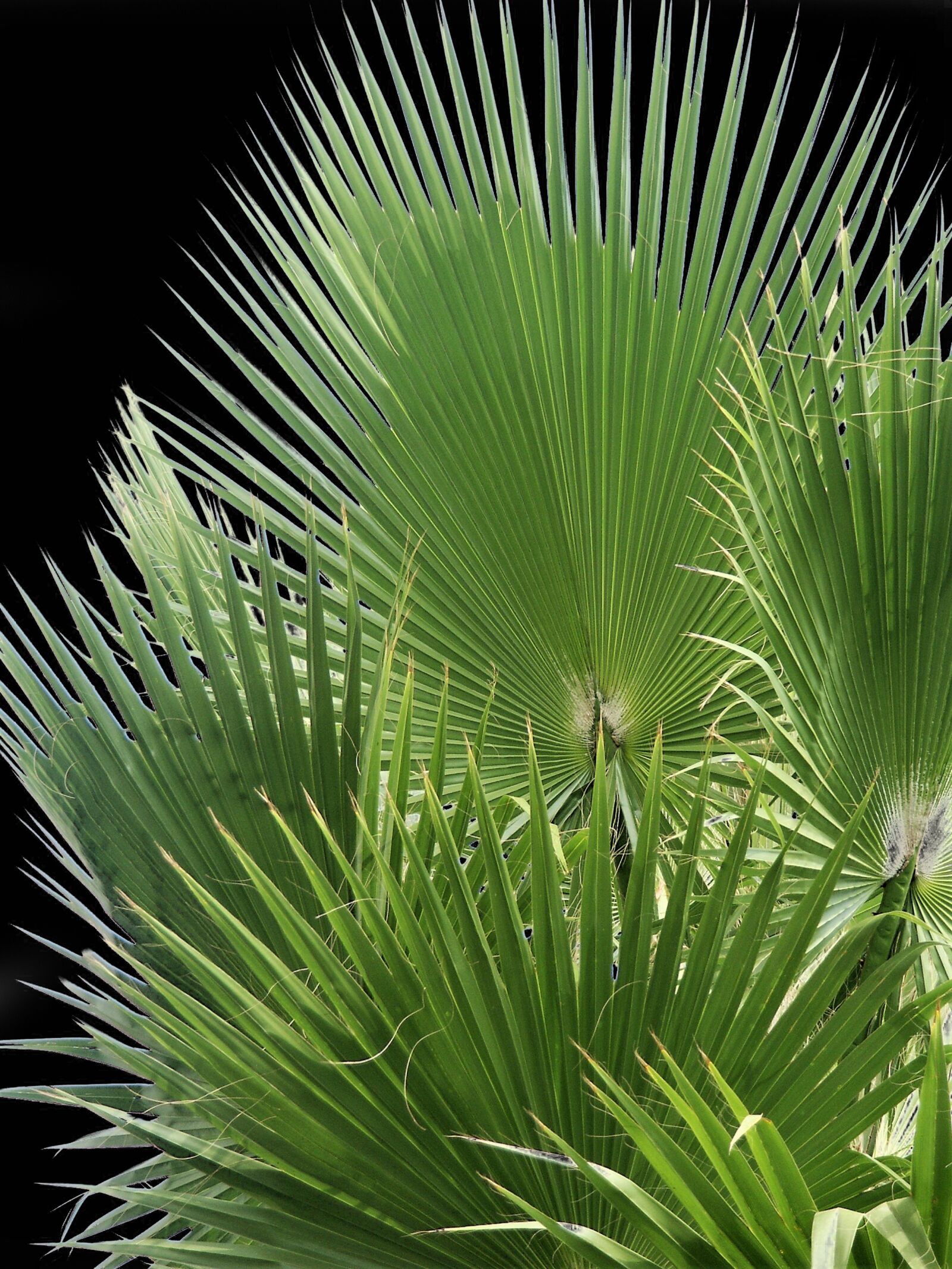 KONICA MINOLTA DiMAGE 7Hi sample photo. Palm, plant, nature photography