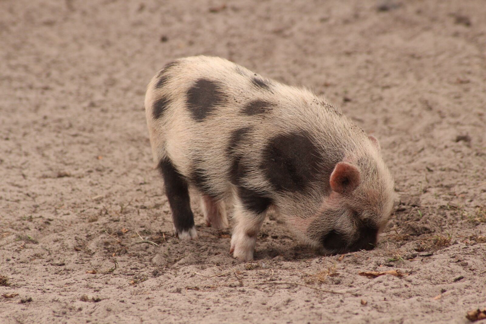 Canon EOS 600D (Rebel EOS T3i / EOS Kiss X5) sample photo. Pig, zoo, sweet photography
