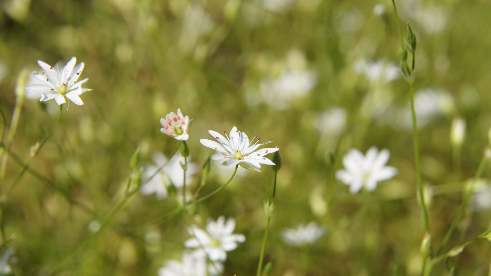 Sony SLT-A55 (SLT-A55V) sample photo. Stellaria, wildflowers, butterfly photography