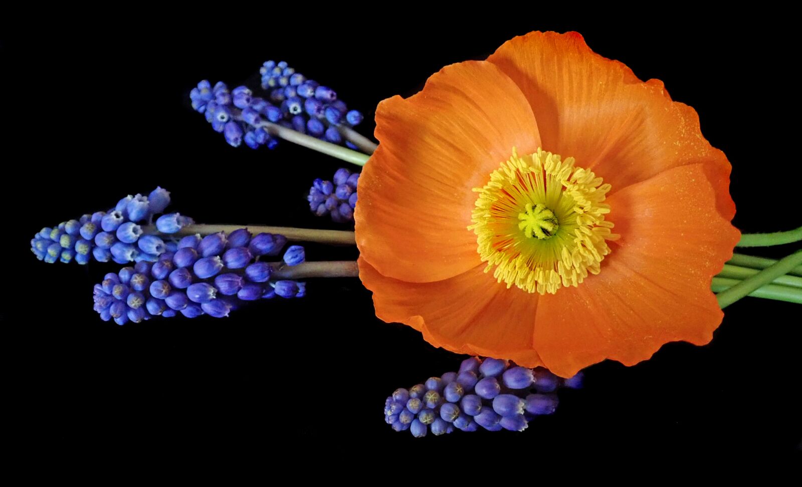Olympus TG-5 sample photo. Poppy, orange, flower photography