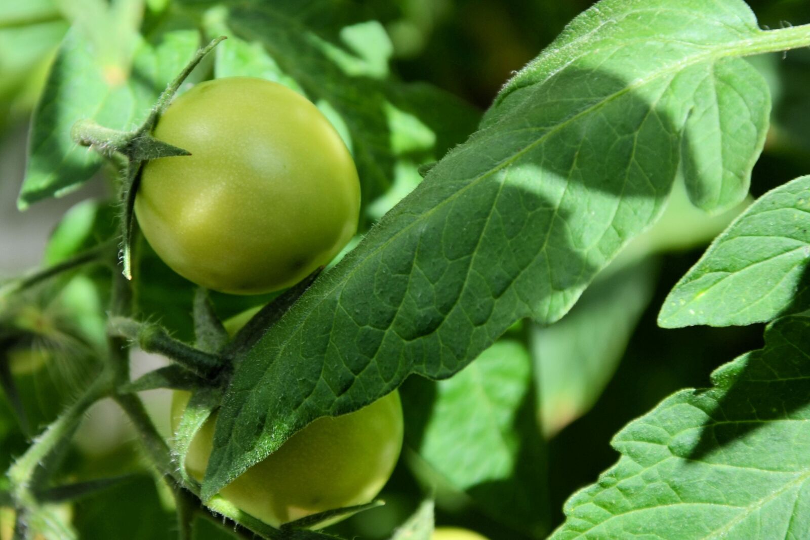 Nikon D5100 sample photo. Tomato, green, immature photography