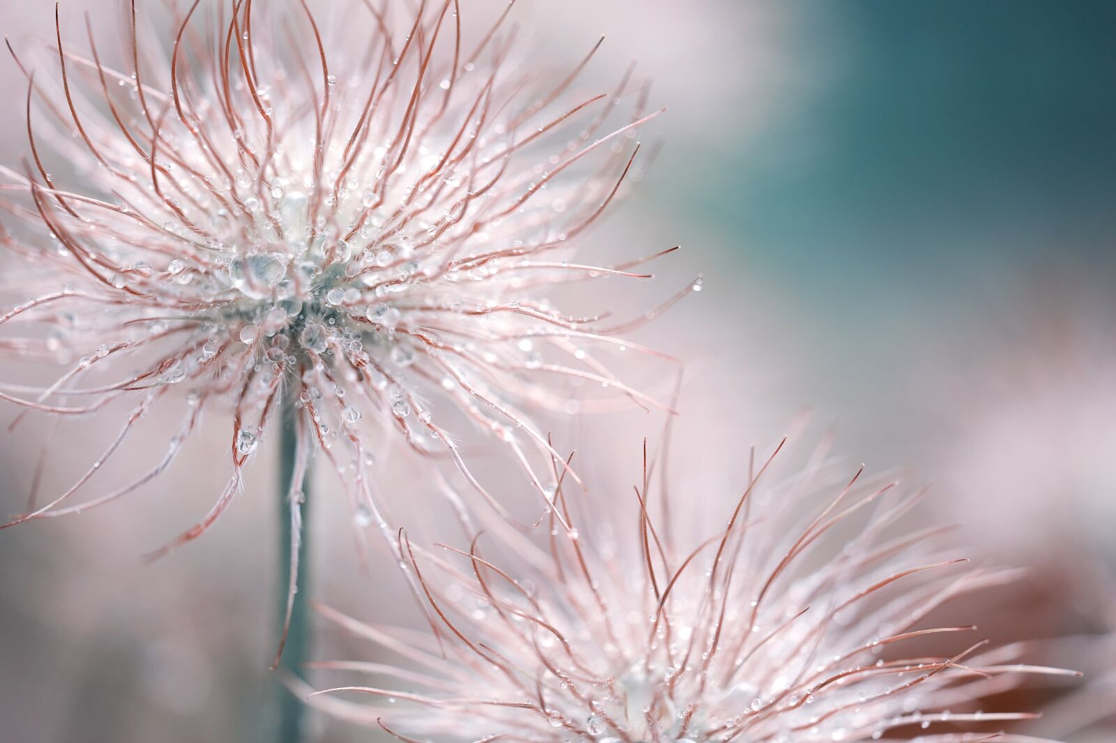 Nikon D3S sample photo. Pasqueflower, blossom, bloom photography