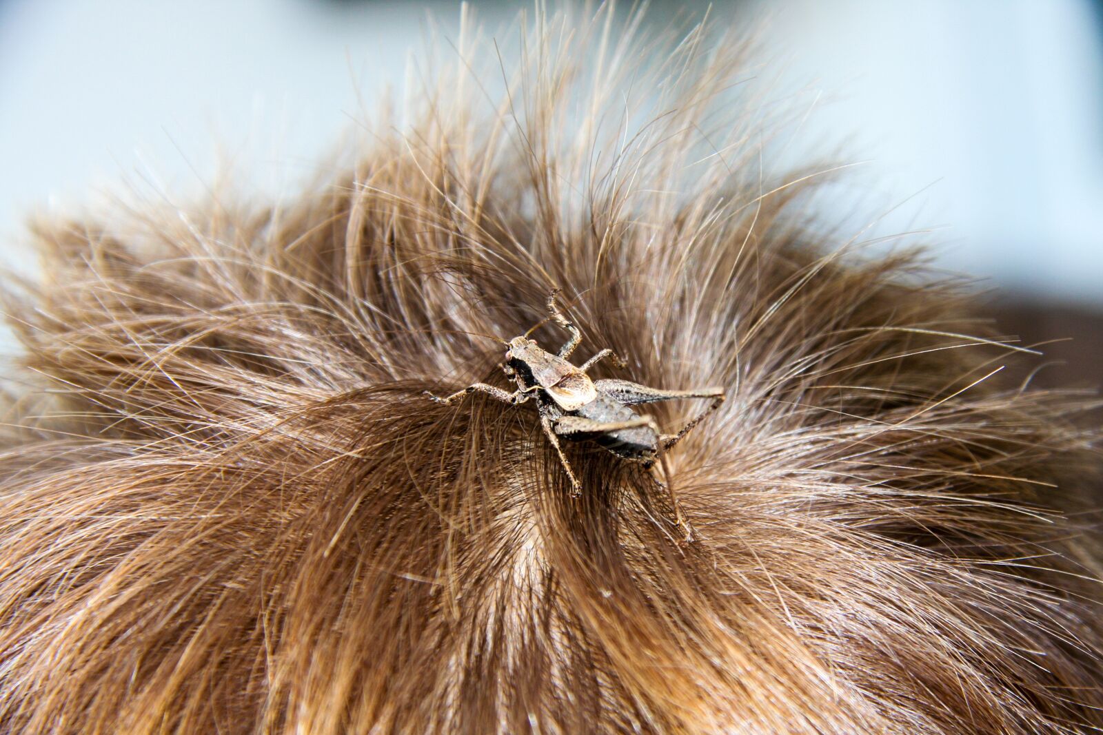 Canon EF-S 17-85mm F4-5.6 IS USM sample photo. Grasshopper, hair, mane photography