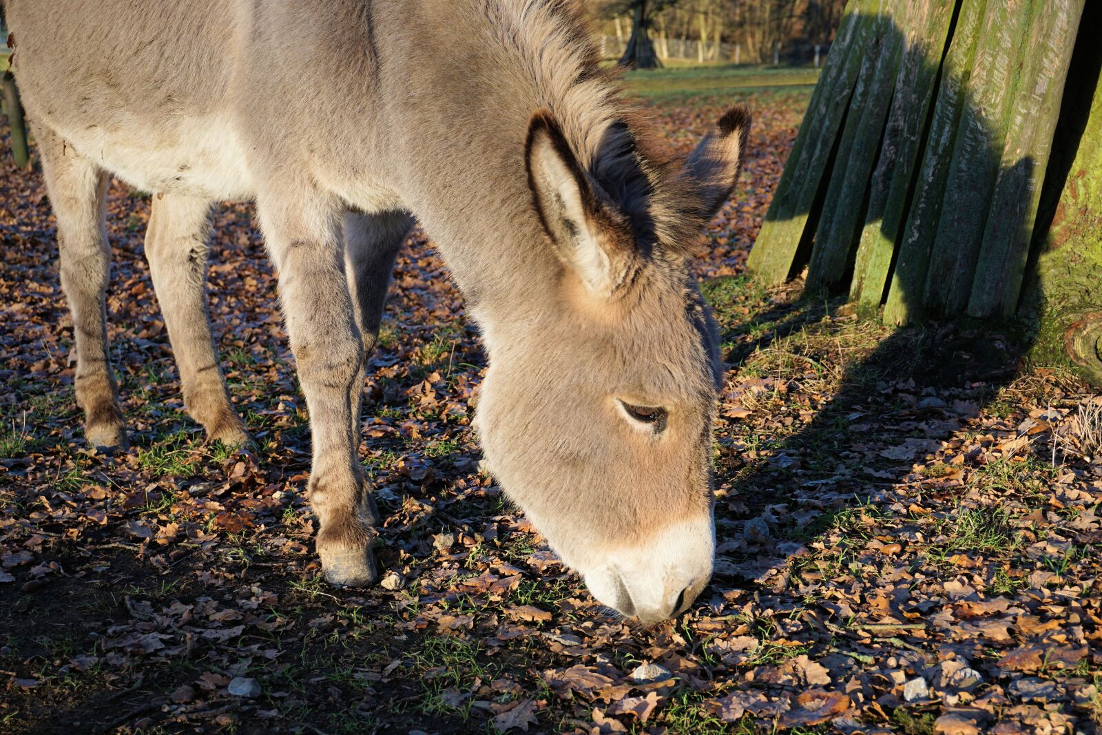 Sony a6000 sample photo. Donkey, animals, nature photography